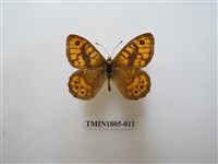 藏品(蛇目蝶科)的圖片